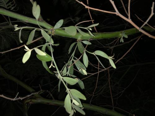 Grey Mistletoe, Ameyena quandang 