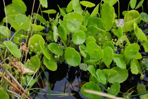 Shield Pennywort, Hydrocotyle verticillata