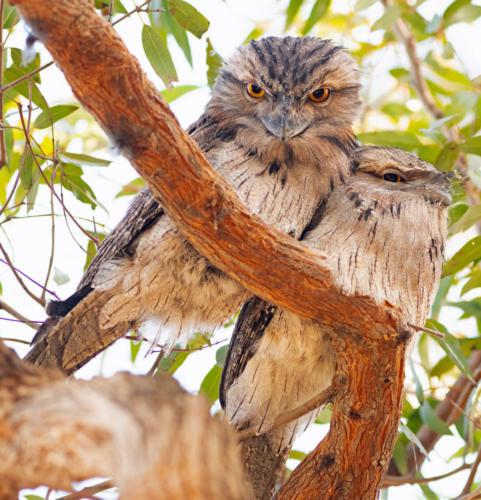 Tawny Frog Mouths