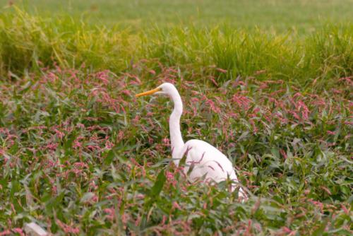 Eastern Great Egret 